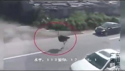 Avestruz invade avenida movimentada na China