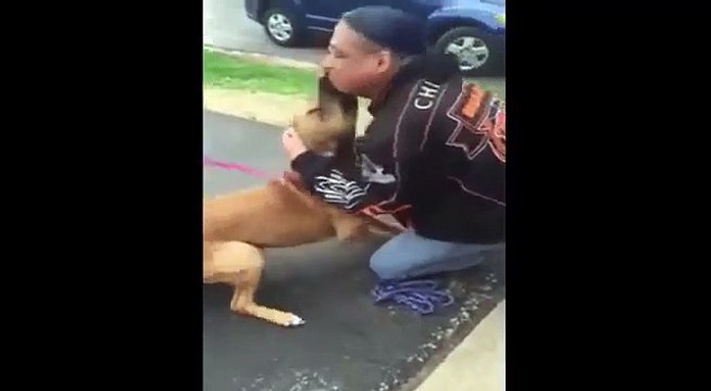 Cão roubado não contém a emoção no reencontro com o dono