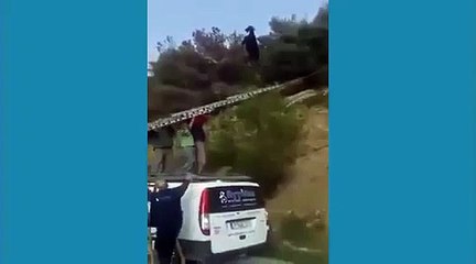 Resgate a cabra presa em cabo elétrico