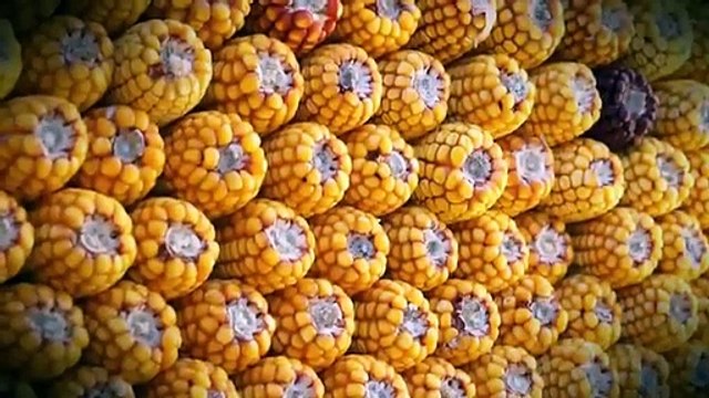 Arcos de Valdevez lança vídeo para promover classificação de aldeia de Sistelo