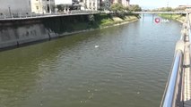 Son dakika haber: Asi Nehri'nde balık ölümleri korkutuyor