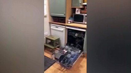 Encontra raposa na máquina de lavar loiça