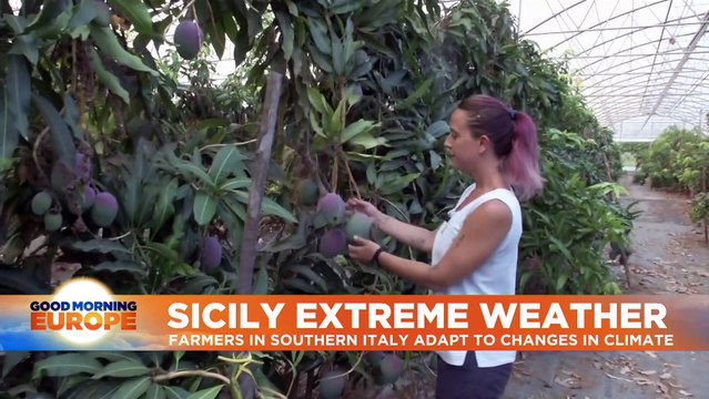 Sicily's fruit farmers adapt produce to changing climate