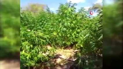 Manisa'da bin 327 kök kenevir ele geçirildi