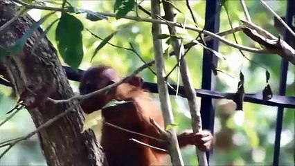Traumatizado, orangotango sobe a uma árvore pela primeira vez