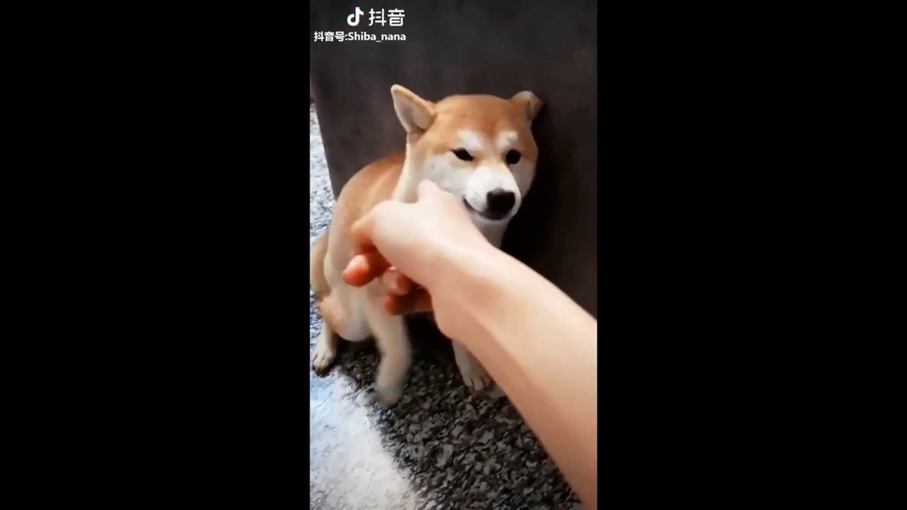 Cute puppies