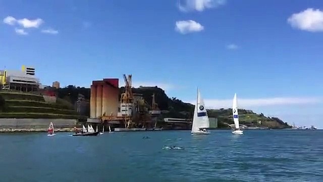 Golfinhos visitam o Tejo e deixaram “miúdos histéricos”
