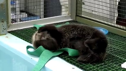 Lontra bebé ficou órfã em tempestade mas já encontrou nova casa