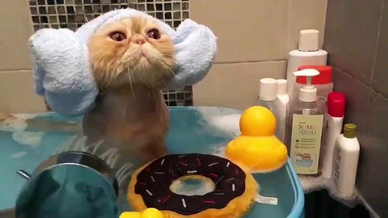 Gatos não gostam de tomar banho? Este é uma excepção