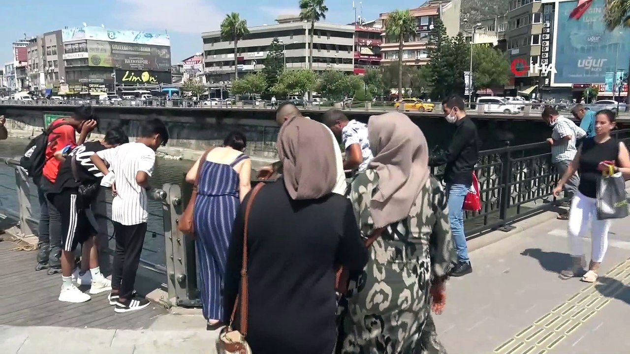 Asi Nehri’nde balık ölümleri korkutuyor