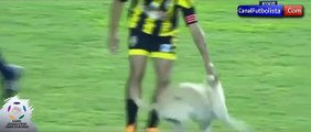 Cão invade jogo da Taça dos Libertadores