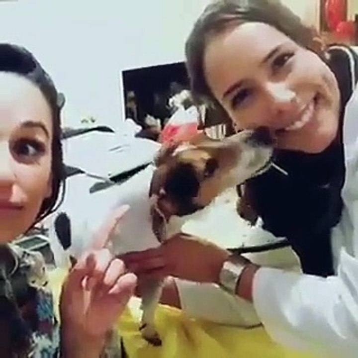 Cadela de Rita Pereira "adora" a Dra Susana