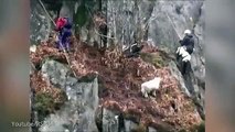 O incrível resgate de uma ovelha presa num penhasco