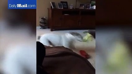 Gato para luta entre dois cães