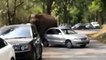 Elefante sai de reserva natural e destrói automóveis