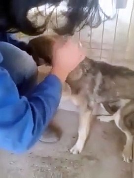 Após anos de maus tratos, este cão recebe um carinho pela primeira vez