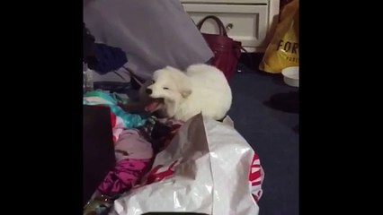 Esta raposa não quer ficar atrás dos humanos... nem a rir