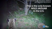 Um dos últimos jaguares dos EUA avistado no Arizona