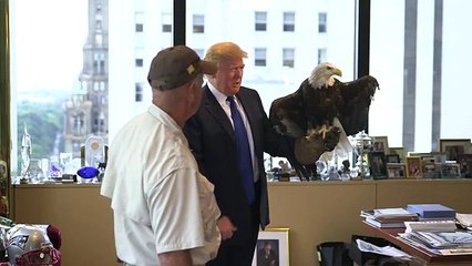 Águia chamada Tio Sam atacou o Donald Trump