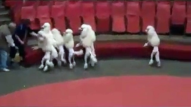 Em circos onde não há animais selvagens também há maus tratos