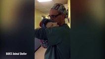 Veterinário conforta cão após cirurgia