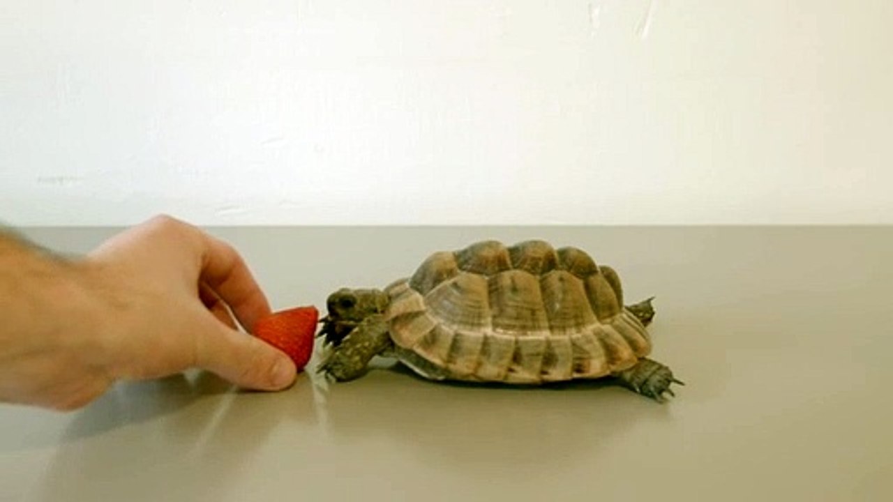 This Tortoise Could Save a Life Alan Rickman