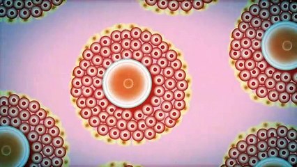 Menstruação TED-Ed