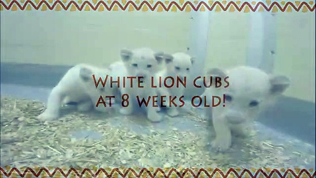 Crias de leões brancos no zoo de Toronto
