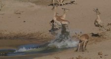 Crocodile hunts Impala 3rd time Lucky! Not easy to see these reptiles catch a meal but we did!!