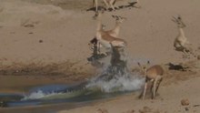 Crocodile hunts Impala 3rd time Lucky! Not easy to see these reptiles catch a meal but we did!!