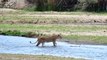 Lioness kills two Impalas & struggles to keep vultures away...
