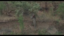 Unseen Crocodile action! Nile Crocodile plunges +/- 10 meters into the Sabie River with Zebra kill...