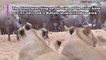 10 Lions hunted a Cape Buffalo Calf  Kruger National Park