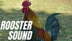 Rooster Crowing Loud Sound Effect | Sound Of Rooster Crowing | Kingdom Of Awais