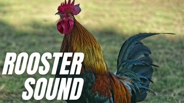 Rooster Crowing Loud Sound Effect | Sound Of Rooster Crowing | Kingdom Of Awais