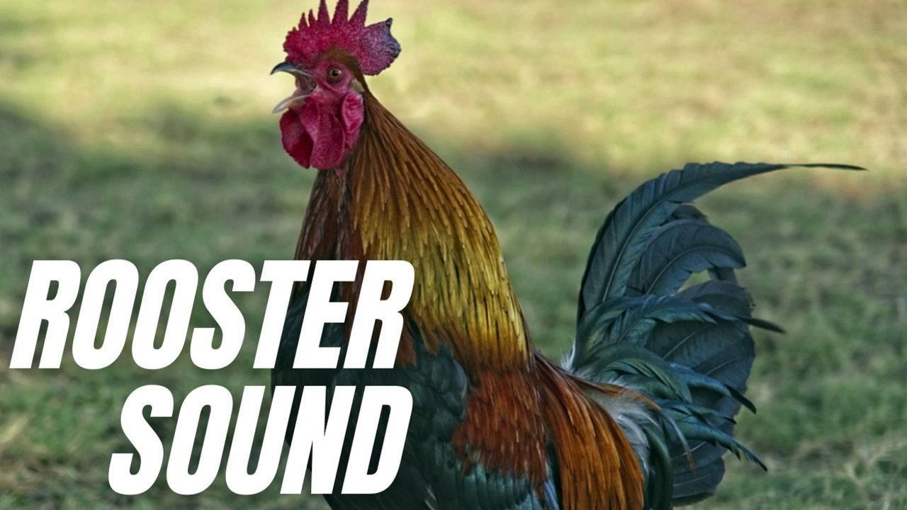 Rooster Crowing Loud Sound Effect | Sound Of Rooster Crowing | Kingdom Of Awais