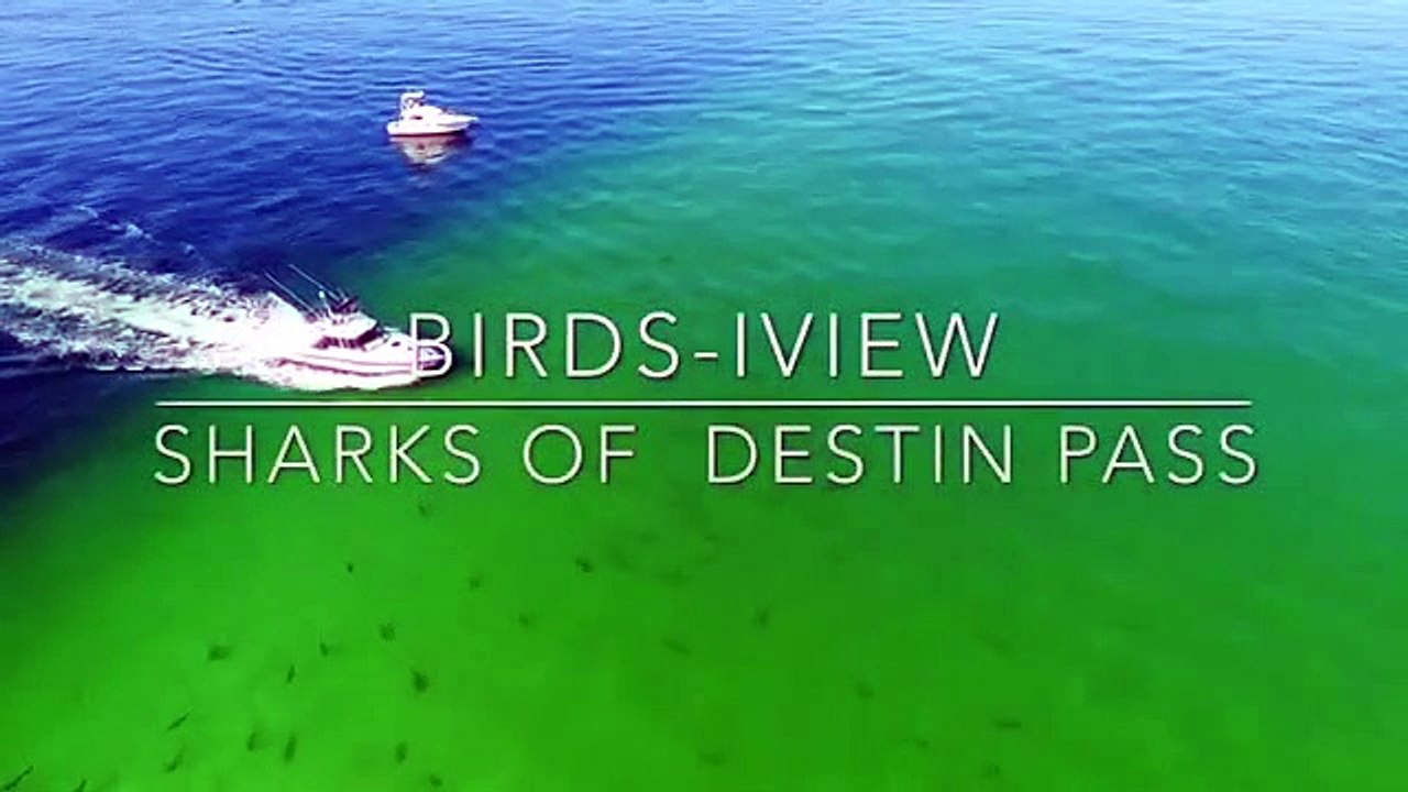 Drone capta imagens de centenas de tubarões na costa da Florida