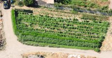 Foggia - Sequestrate due piantagioni di marijuana da 500mila euro (11.08.21)