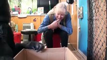 Gorila treina instintos maternais com gatos