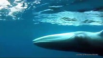 Espécie rara de baleias captada pela primeira vez em vídeo