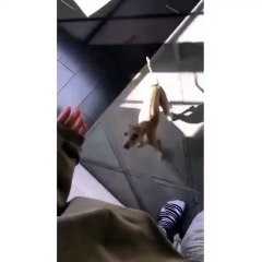 Kylie Jenner acusada de maltratar o cão