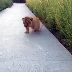 O tímido primeiro rugido de um leão bebé