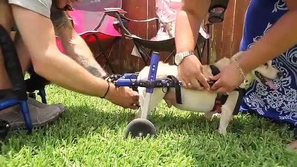 Anúncios mais partilhados - Unlikely Best Friends / Kleenex