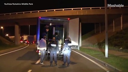 Refugiados tentam fugir em camião que transporta urso polar