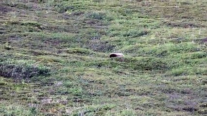 Como reage um urso quando se encontra sozinho?