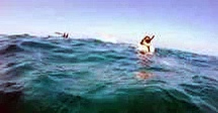 Golfinho selvagem mostra os seus truques aéreos a mergulhadores