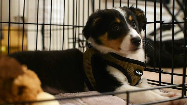 Cachorro adormece sereno ao ouvir guitarra pela primeira vez
