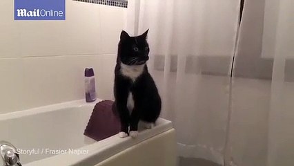 O gato que ficou hipnotizado com o seu reflexo