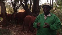 In Kenya un asilo per gli elefantini orfani