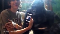 As novas tecnologias atraem até os gorilas